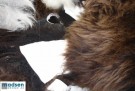 Avkapp fra sau og reinsdyr thumbnail